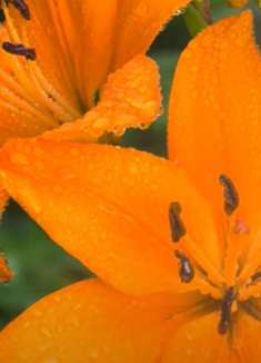 森林视频：舒缓水声，让人难忘