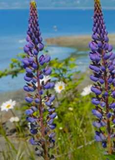 西雅图公园：让人惊叹不已的异域美景