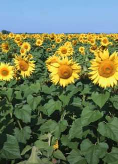 美丽向日葵田：让人惊叹的自然美