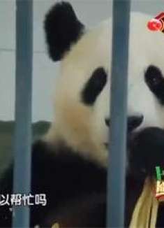 大熊猫挑食不吃饭，饲养员用四川话教训大熊猫，真的太有意思了