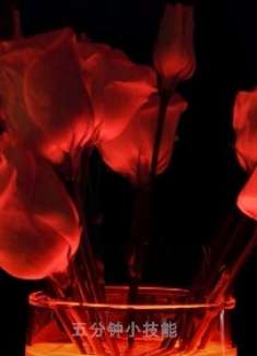 会开花的唇膏?玫瑰会发光?来看看这些有趣的科学实验