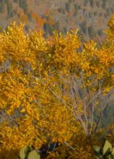 秋叶：我言秋日胜春朝