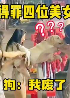 狗：我不小心得罪了四位美女，是不是废了？