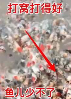 吃了这种鱼，智商会变低