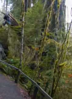 可可雨林漫步：让人心旷神怡的旅行