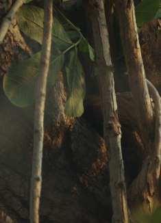 康嘎湖惨案：风雨过后，狒狒首领终于可以平静的度过最后的日子