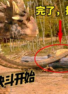 龙之心,巨龙联合屠龙勇士到处碰瓷,演技没得说