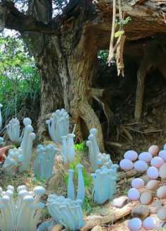 大妈在野外发现一堆鸡蛋，又在回家的路上发现野生蘑菇，运气太好