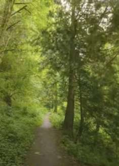 森林步道：让人心旷神怡