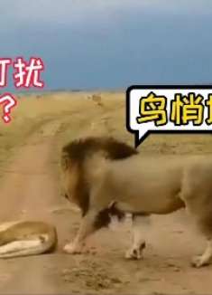 搞笑配音：媳妇儿睡觉你撩闲，更换作是谁不急眼？沙雕男子日常作