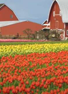 五彩郁金香：好吃美味，值得尝试