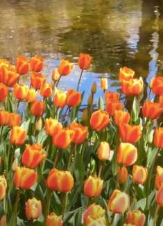 4K：日本慢观光，昭和纪念公园