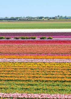 荷兰的震撼花海：拥有一整片郁金香的浪漫