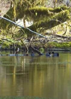 平静湖面：春江水暖鸭先知