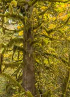 美国森林：茂密美丽，让人难忘