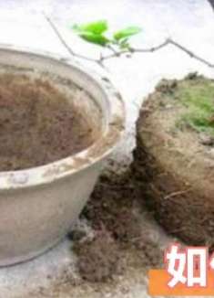 花盆里倒一碗，不管土壤板结多么严重，立马变得疏松透气，长见识
