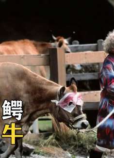 800斤水牛做诱饵，这钓的是什么鱼，难道是水怪吗？