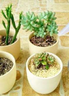 给花浇水别用清水了，用这两种水，长得快又旺，轻松爆盆