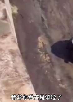 搞笑配音但凡有一个专门的，都不会全军覆没