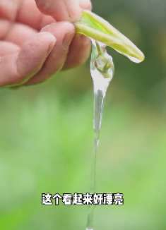 百分之80的人都没吃过这个菜，凉拌一大盆，开胃整个夏天