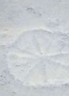 21 个在隐藏在谷歌地球上的异常物体