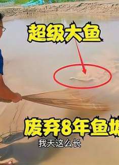 老人鱼塘养7条小鱼，8年后拖出3条超级大鱼，一上岸全场沸腾了
