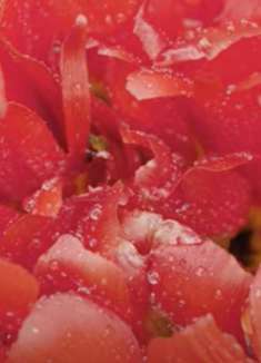 夏日花园：花美景美，让人陶醉