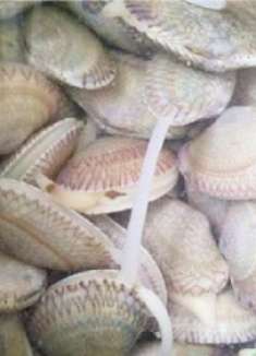 吃花甲有泥沙？教你一招，这样清洗，以后再也不担心吃到泥沙了