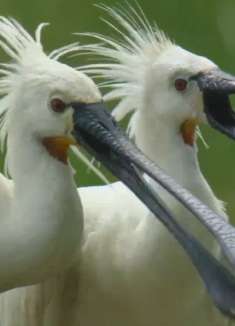 瓦登海：琵鹭捕鱼的最好时机，是在大潮过后！