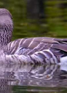 走进自然，聆听自然的天籁之音