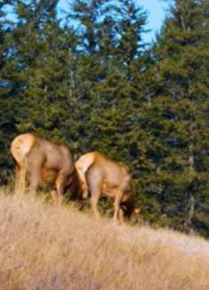 加拿大野生动物：野性十足，让人惊叹