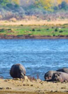 桑博纳野生动物：感受不一样的野性之美