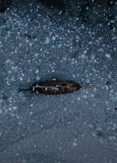 超震撼海上冰原，会呼吸的「格陵兰岛」