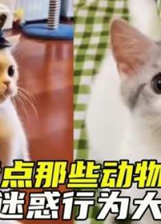 盘点那些动物的迷惑行为大赏，看完笑不活了，这场面也太逗了