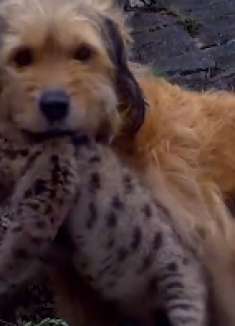 狗狗智斗大棕熊，保护小黑豹找妈妈，《丛林赤子心》第3集！