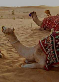 迪拜浪漫之行，瑞士夫妻漫步「海湾新娘」