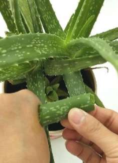 把芦荟汁抹在手上,原来这么厉害