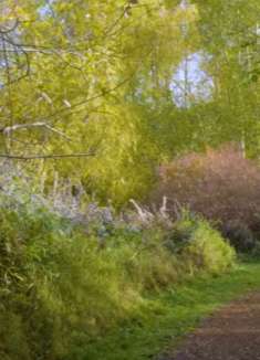 自然秋天风景：美丽动人，让人难忘
