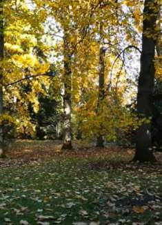 自然秋景：让人无法抗拒的美景