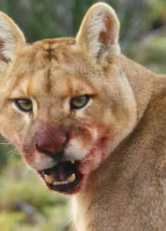 「海陆空动物王者」：探索精彩的野生世界