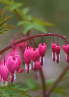 娇嫩花景：美艳动人，不容错过