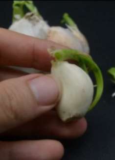 大蒜发芽等于省钱不要扔,教你一招,一年不买蒜黄喝,太实用了