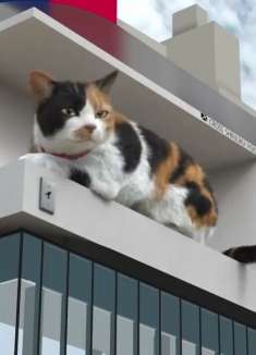 再来一遍！做人不如做裸眼3D猫