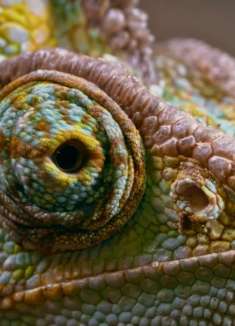 世界自然超高清收藏 绿色变色龙和蜘蛛特写