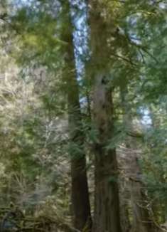 不列颠哥伦比亚：令人难以置信的自然