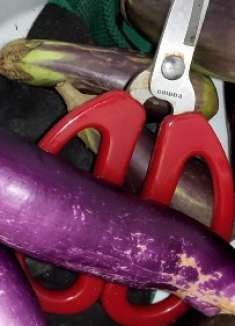 摘回来好几天的茄子，今晚拿来红烧，鲜香可口，非常的下饭！