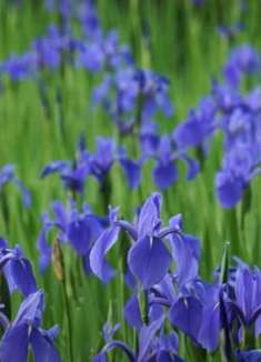大田神社·燕子花 最艳丽的花