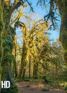 舒缓自然：令人惊叹的可可雨林