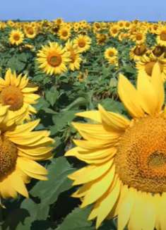 向日葵田：让人心旷神怡的地方