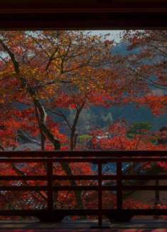 清爽闲逸，绝美视角下的「京都之秋」